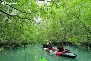 Mangrove Kayaking Tour Langkawi | RM120 Per Person 2026 Promo Kayaking through a narrow mangrove river at Kilim, Langkawi