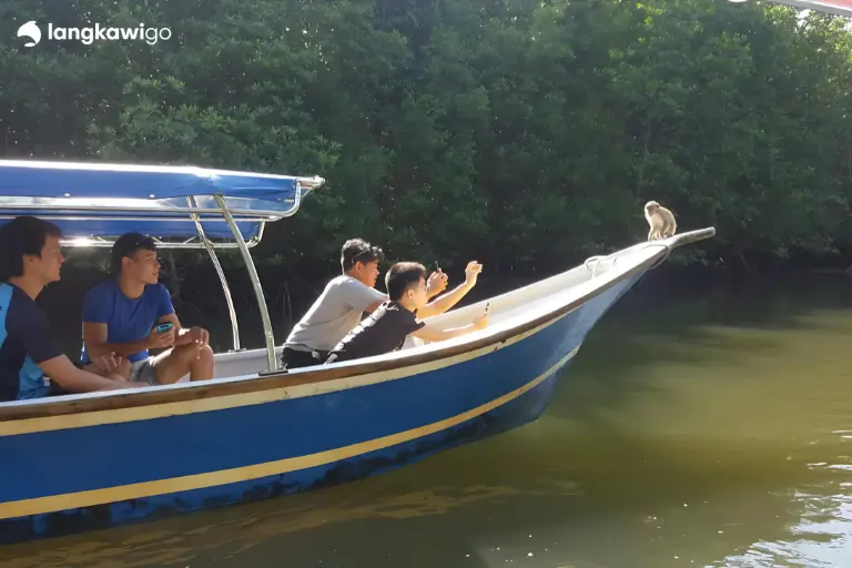 Langkawi Mangrove Tour | Explore Kilim Geoforest Park from RM30/Pax Wildlife approach at Kilim Mangrove