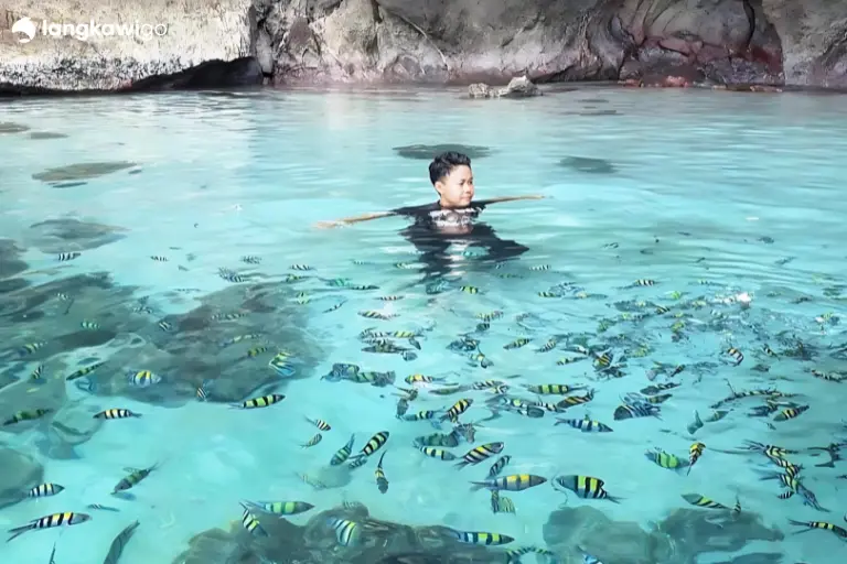 Langkawi Mangrove Tour | Explore Kilim Geoforest Park from RM30/Pax fish feeding Tour Langkawi